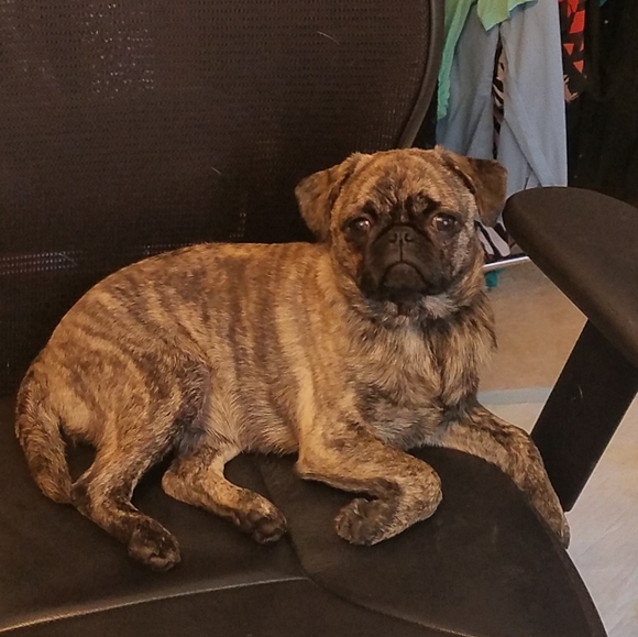 Meet your Posher, Brooksie - Picture 8 of 10